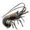 Night Walker Florida Lobster Sculpture