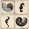 Seahorse And Shell Marble Coasters